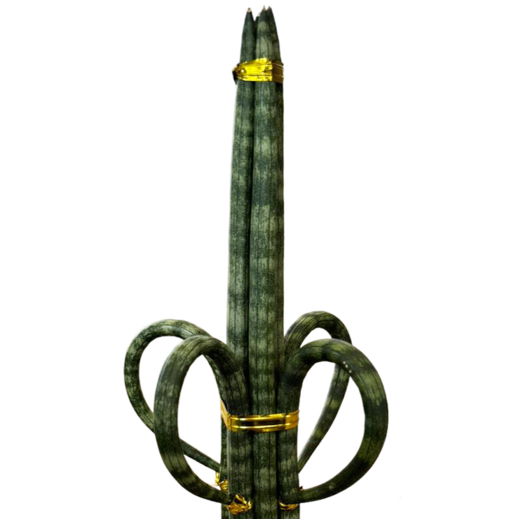 Sansevieria Cylindrica (Rocket) (0.3mh)