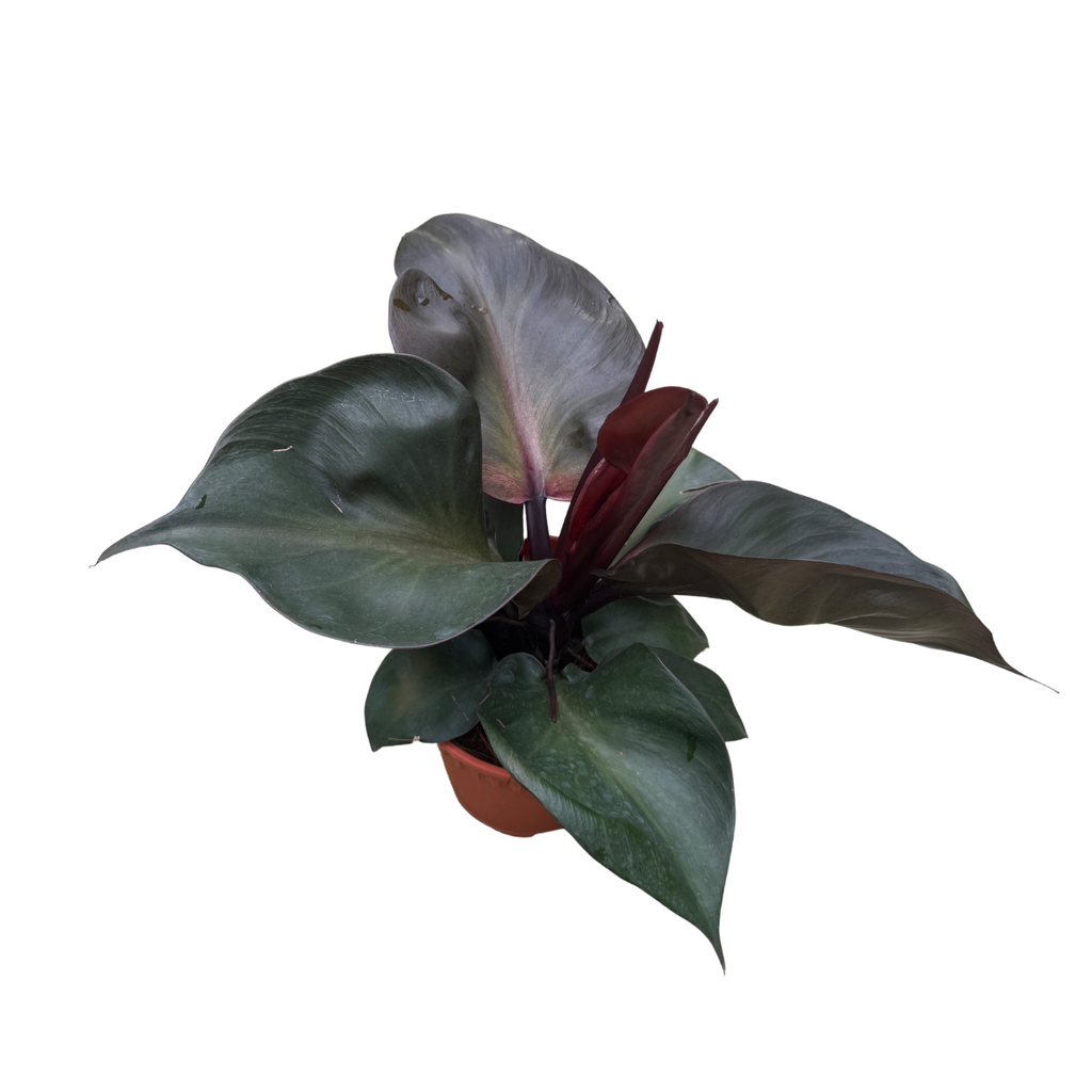 Philodendron 'Red Heart' (0.35m)