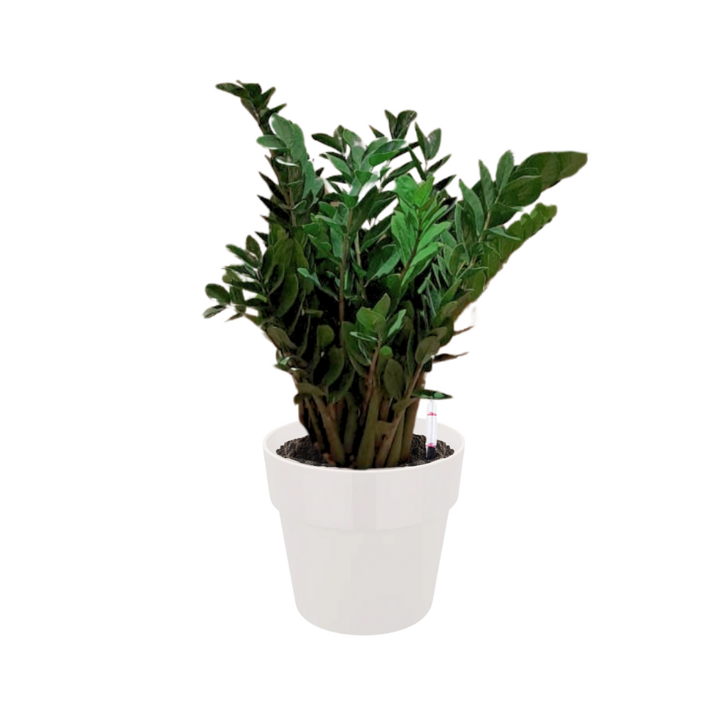 Zamioculcas zamiifolia, ZZ plant in White B. for Original Round 30cm (1.0mH)