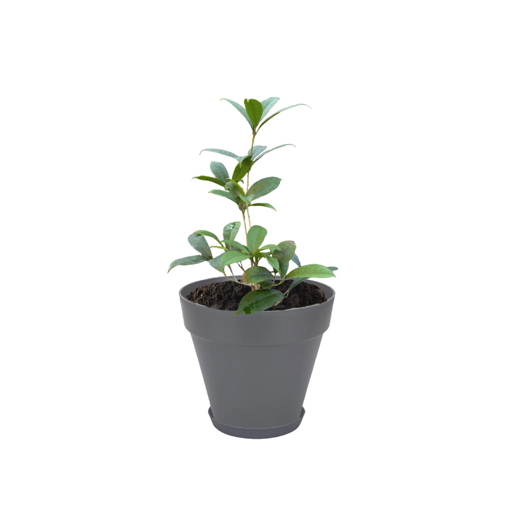 Osmanthus fragrans in Anthracite Loft Urban Round with saucer (0.4m)