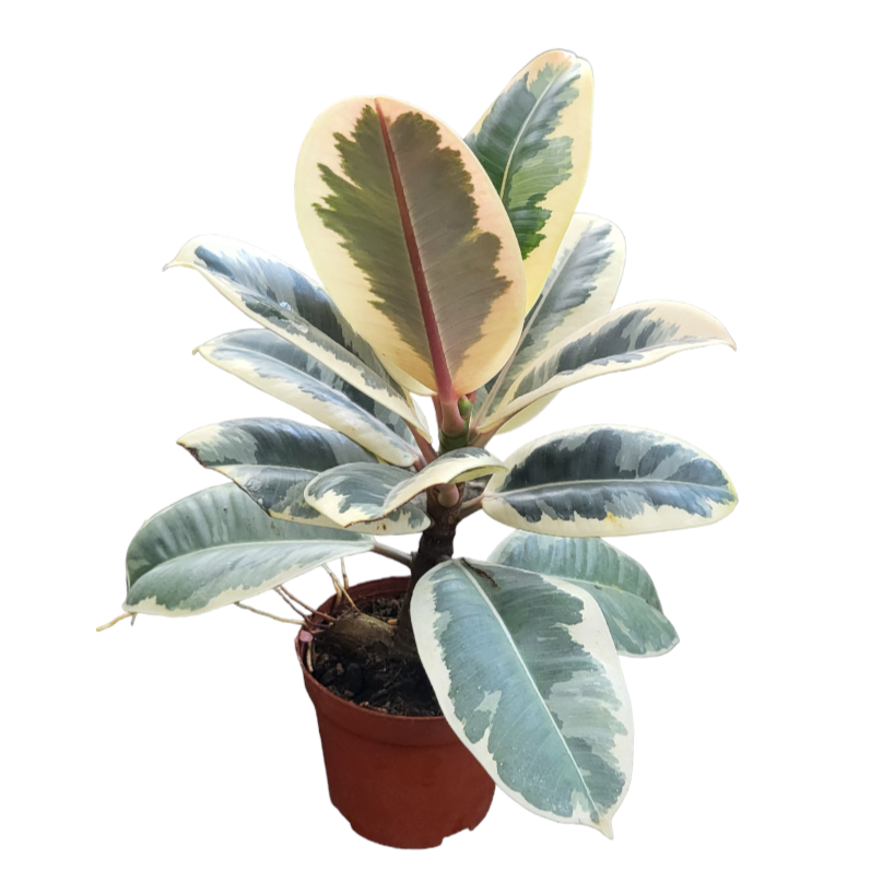 Ficus Elastica 'Tineke', Rubber Plant (0.25mH)