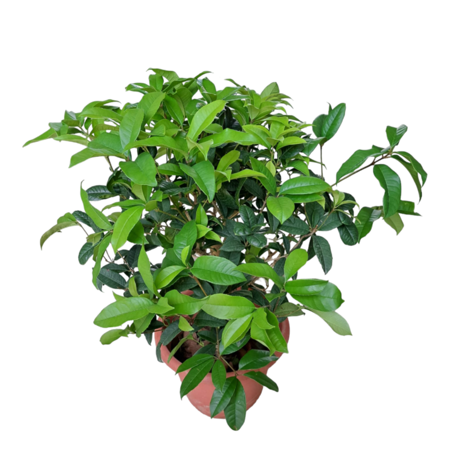 Osmanthus fragrans Sweet Osmanthus 0.8m Noah Garden Centre