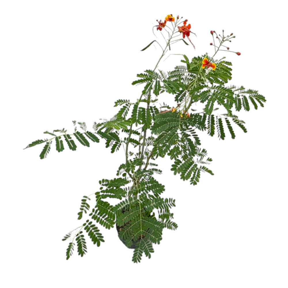 Caesalpinia pulcherrima, Peacock Flower in Bag (1.2m)