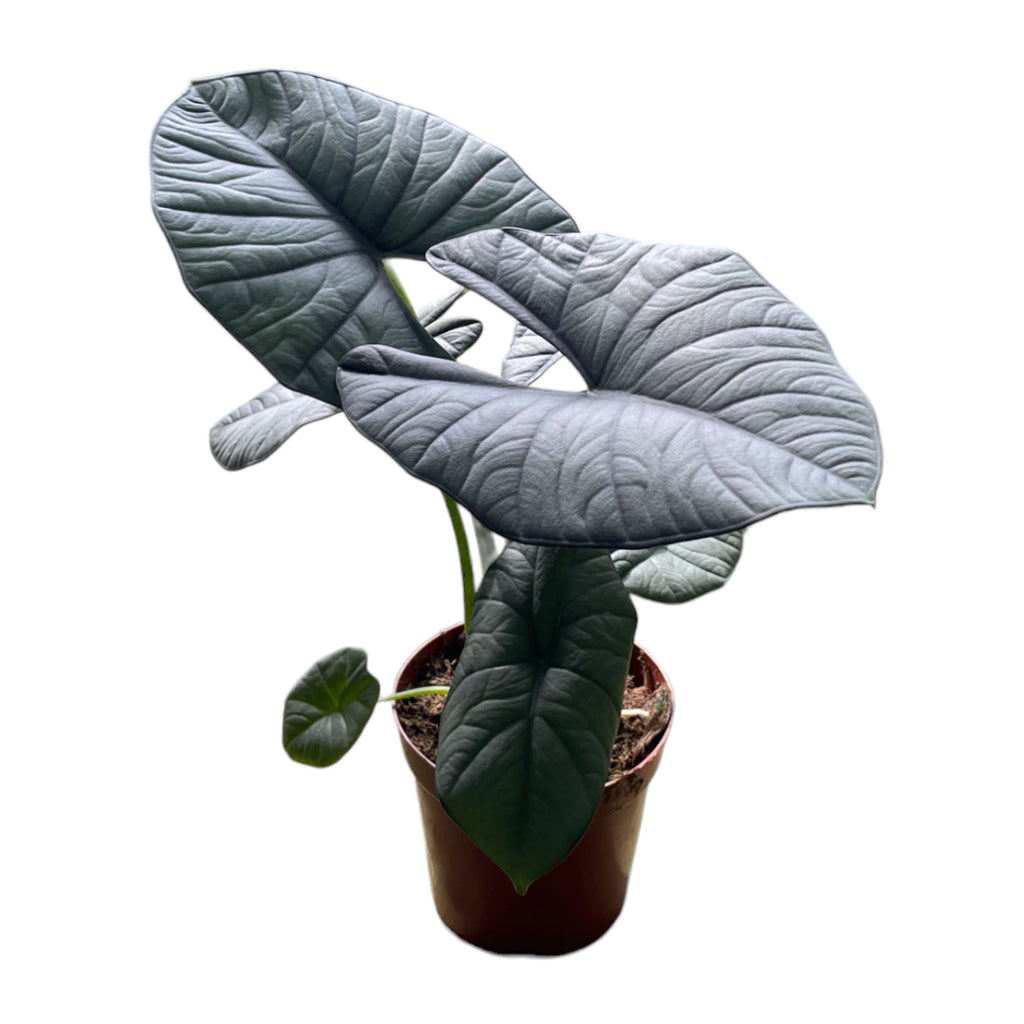 Alocasia Reginae (0.3m)