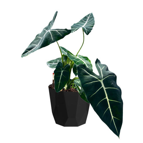 Alocasia 'Frydek' in Living Black B. For Rock