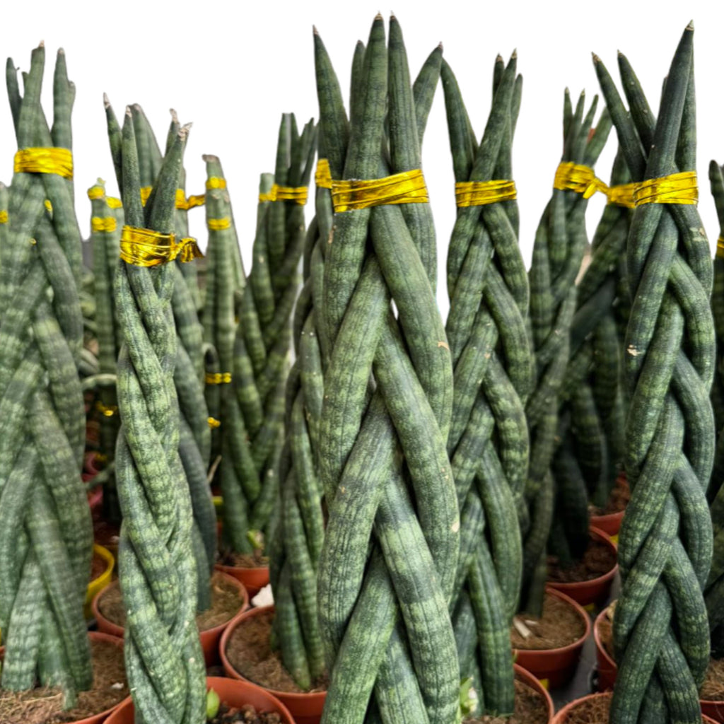 Sansevieria Braided (0.3mh)