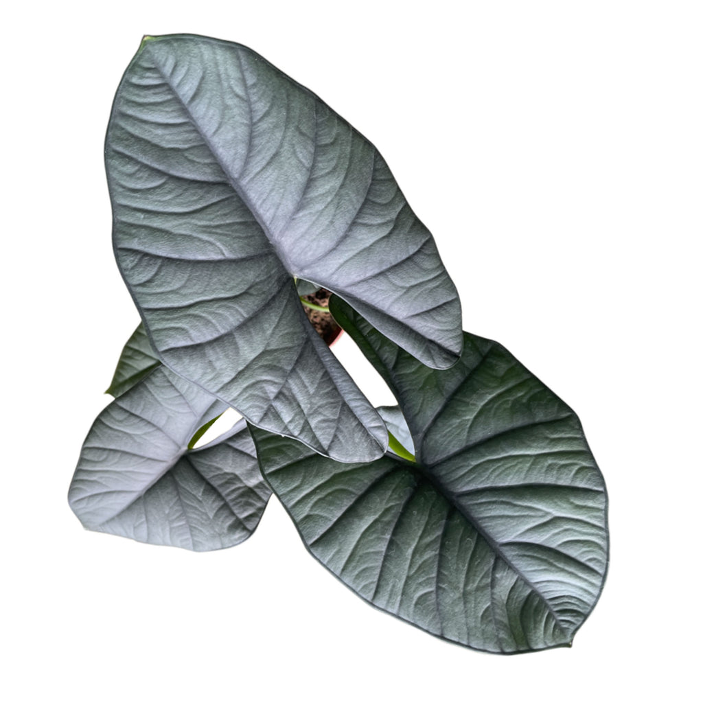 Alocasia Reginae (0.3m)