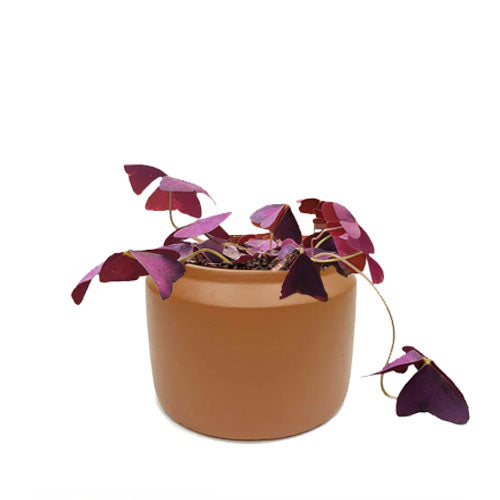 Oxalis triangularis in Terra Milan Planter S