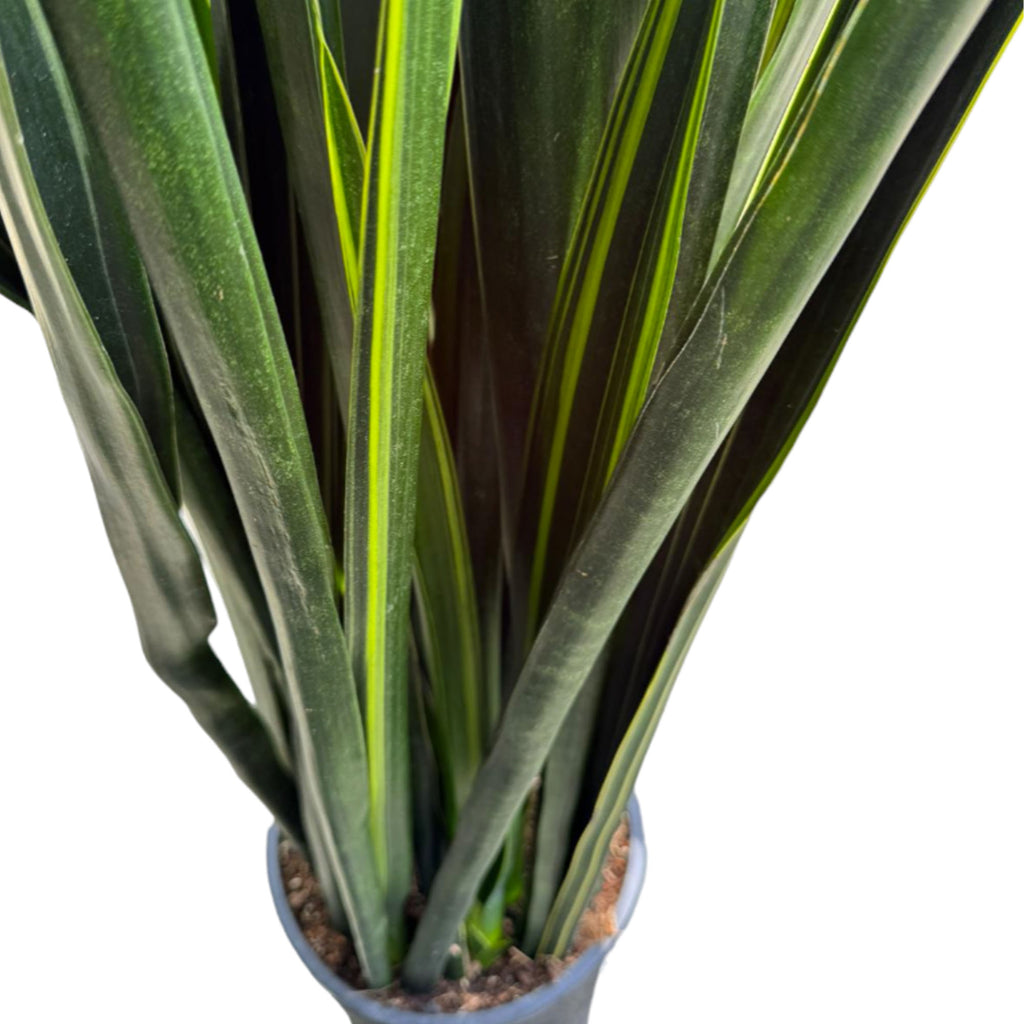 Sansevieria Black Gold (1.2mh)