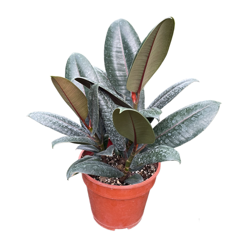 Ficus Elastica, Burgundy Rubber Tree 3in1 (0.30m)