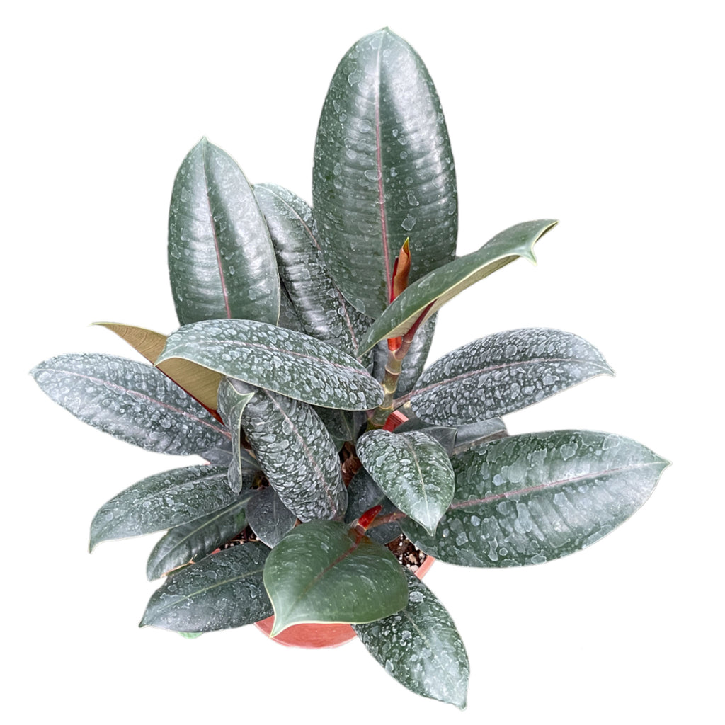 Ficus Elastica, Burgundy Rubber Tree 3in1 (0.30m)