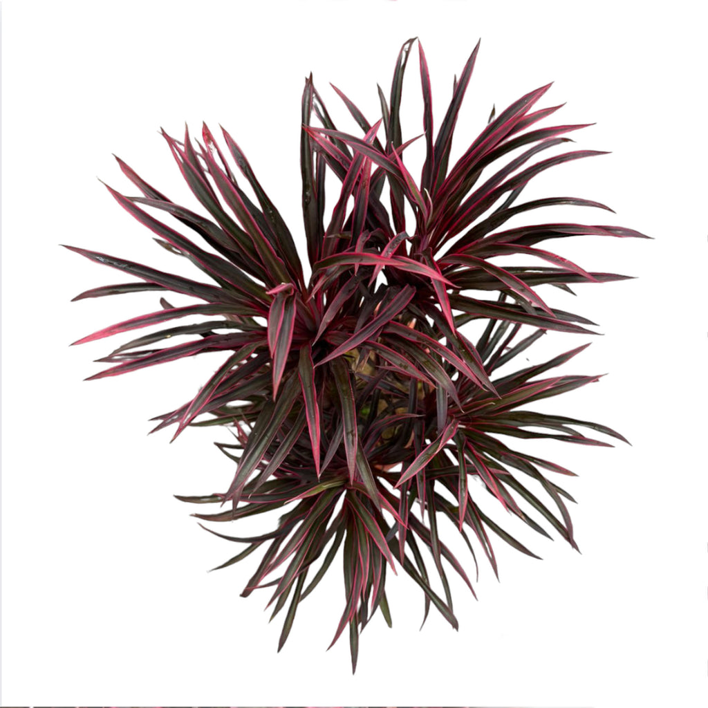 Cordyline Miniature (0.5mh)