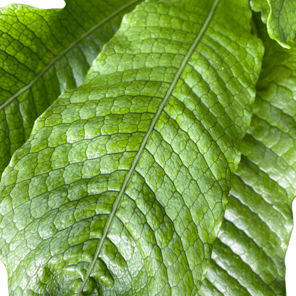 Asplenium Crocodyllus, Crocodile Fern (0.40m)