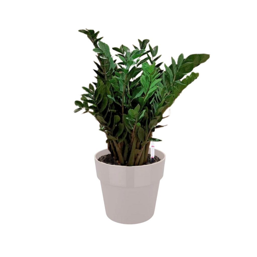 Zamioculcas zamiifolia, ZZ plant in Warm Grey B. for Original Round 30cm (1.0mH)