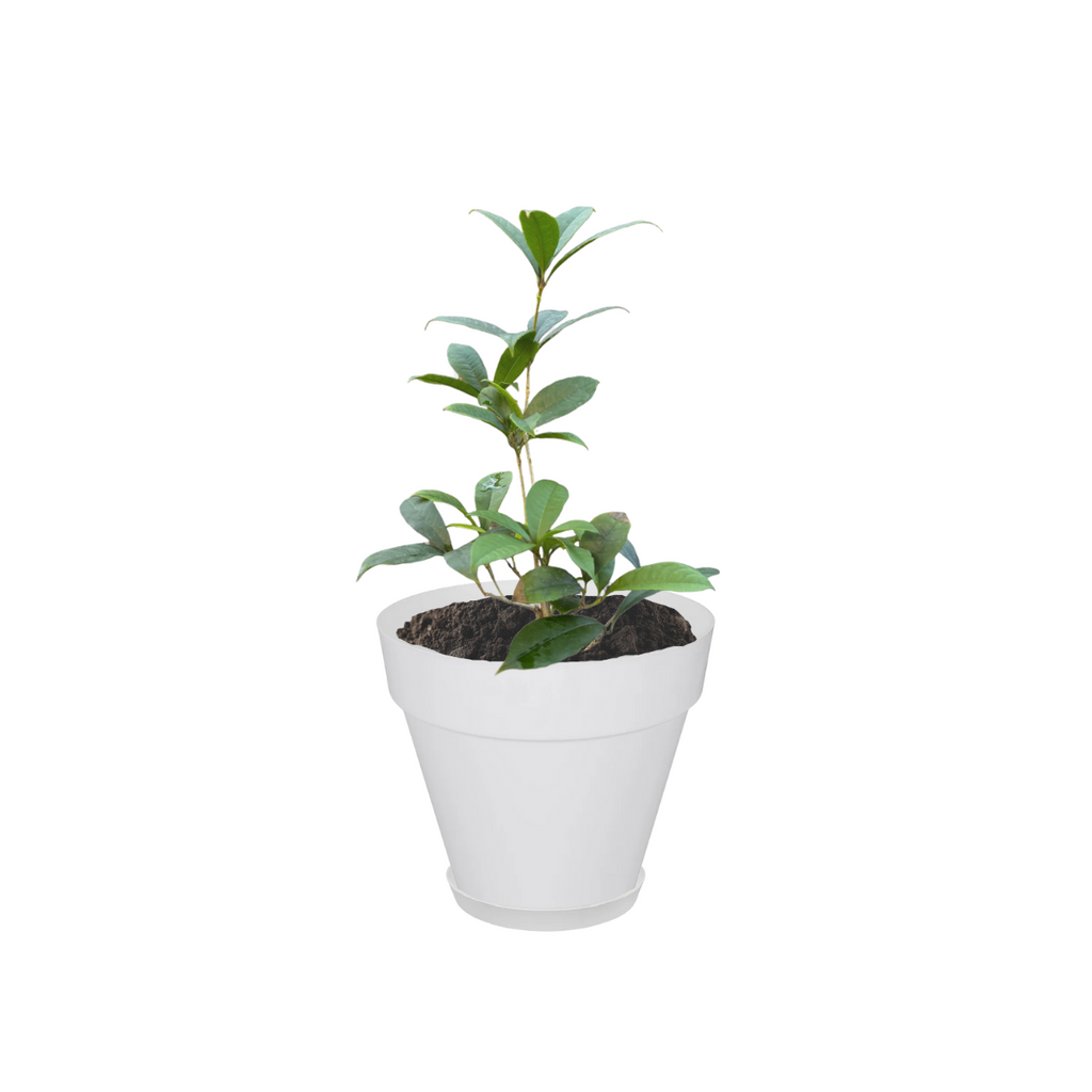 Osmanthus fragrans in White Loft Urban Round with saucer (0.4m)