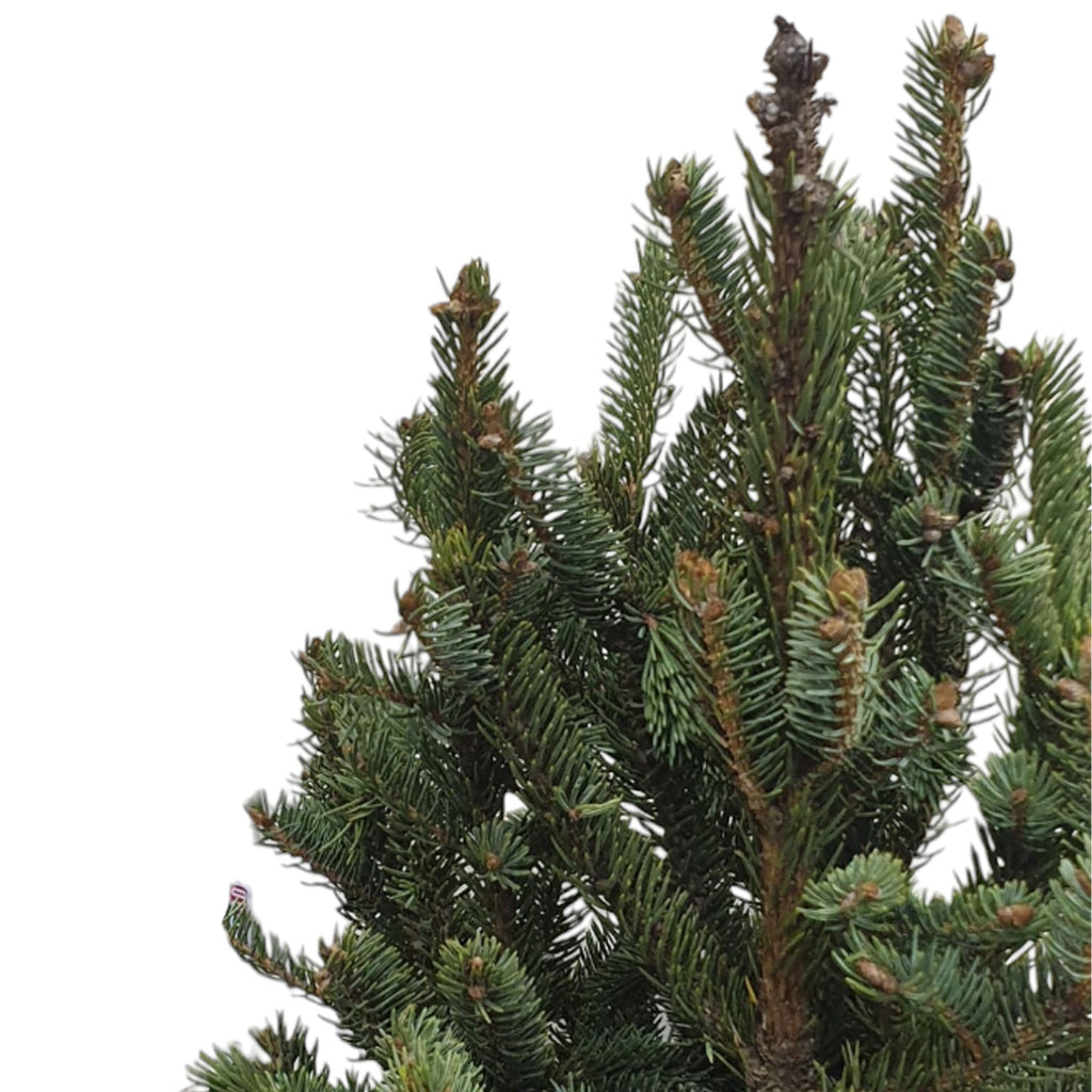 Picea wilsonii, Wilson's spruce, Live Potted Christmas Tree (1.5m)