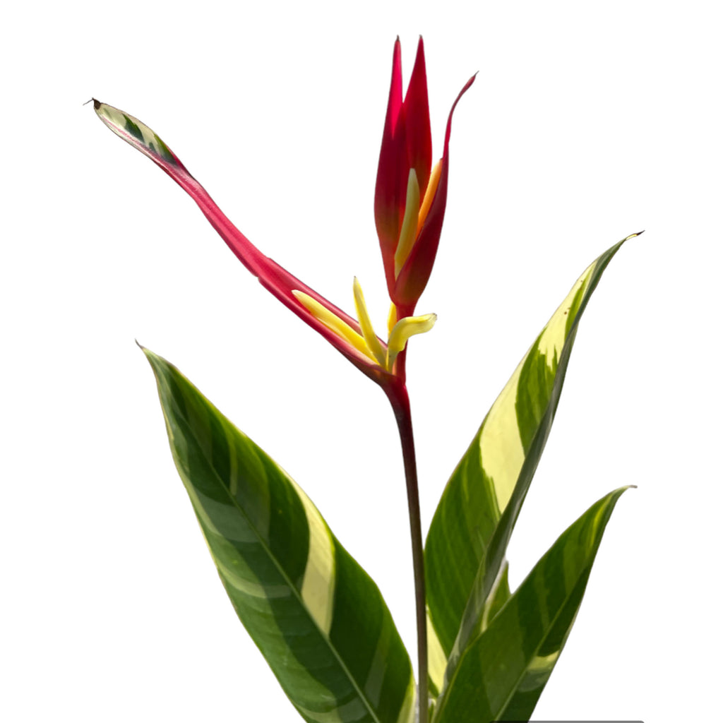 Heliconia Variegated (0.8m)