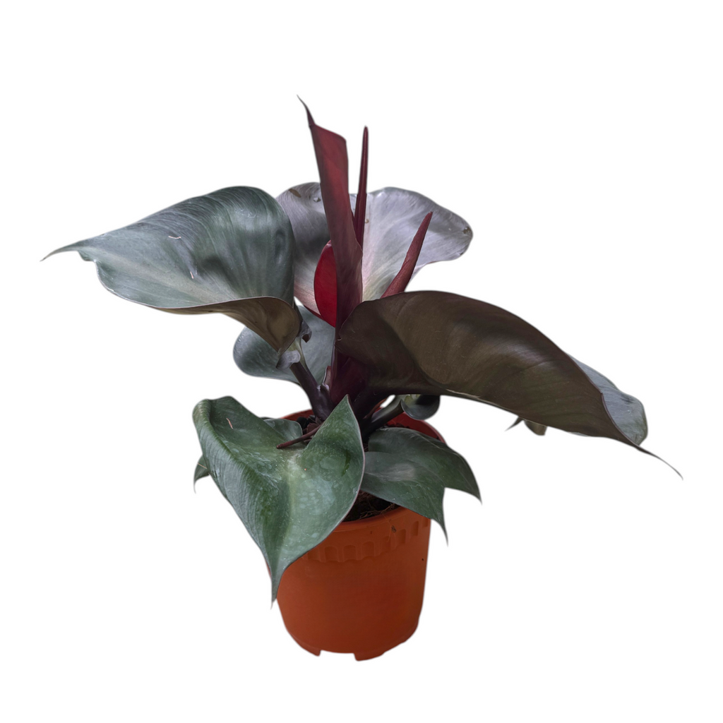 Philodendron 'Red Heart' (0.35m)