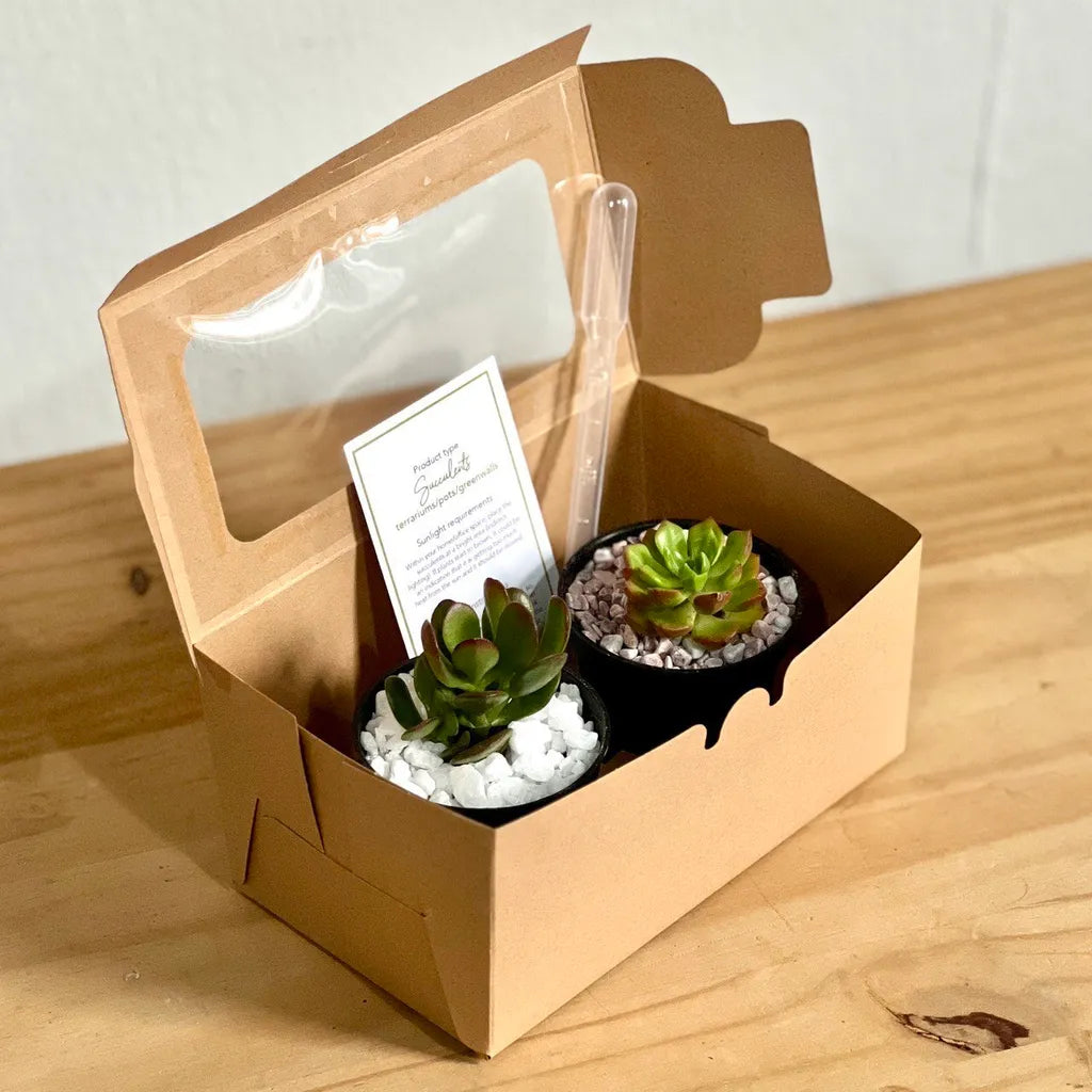 Christmas Succulent Gift Box - 2pc