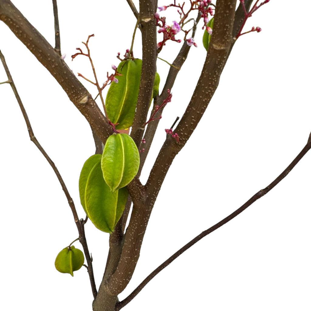 Averrhoa Carambola, Starfruit (1.8mh)