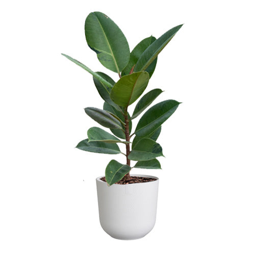 Ficus Shivereana in Silky White Jazz Round