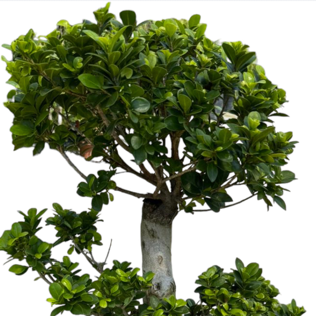 Ficus Microcarpa, Chinese Banyan (1.6m)