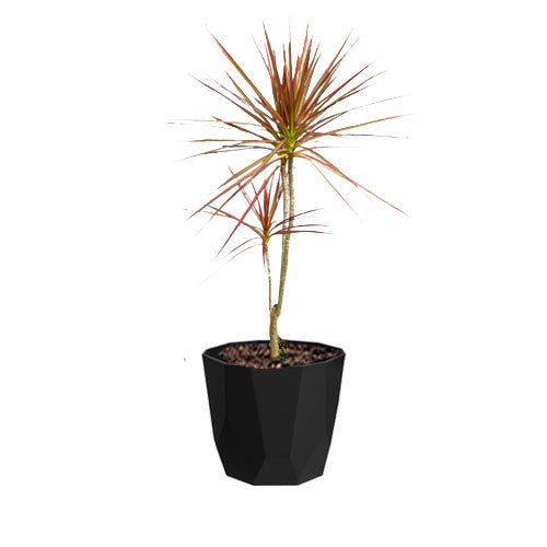 Dracaena marginata 'Tricolor' in Living Black B. for rock