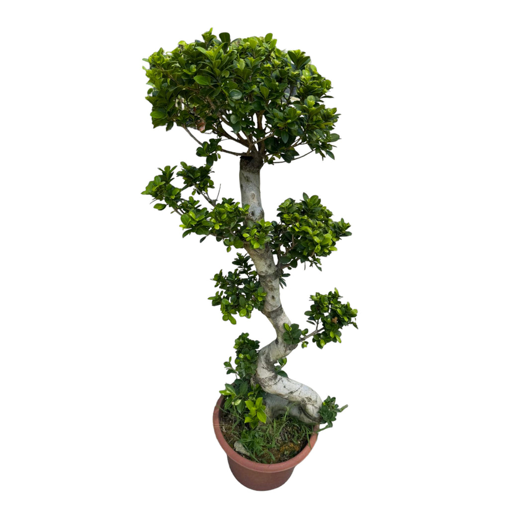 Ficus Microcarpa, Chinese Banyan (1.6m)