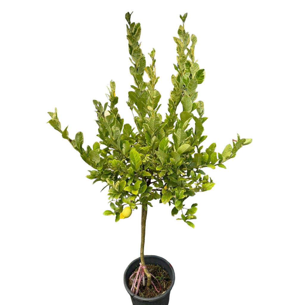 Variegated Lemon (1.5mh)