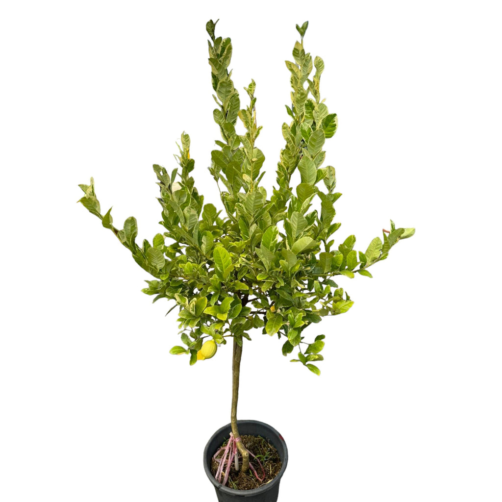 Variegated Lemon (1mh)