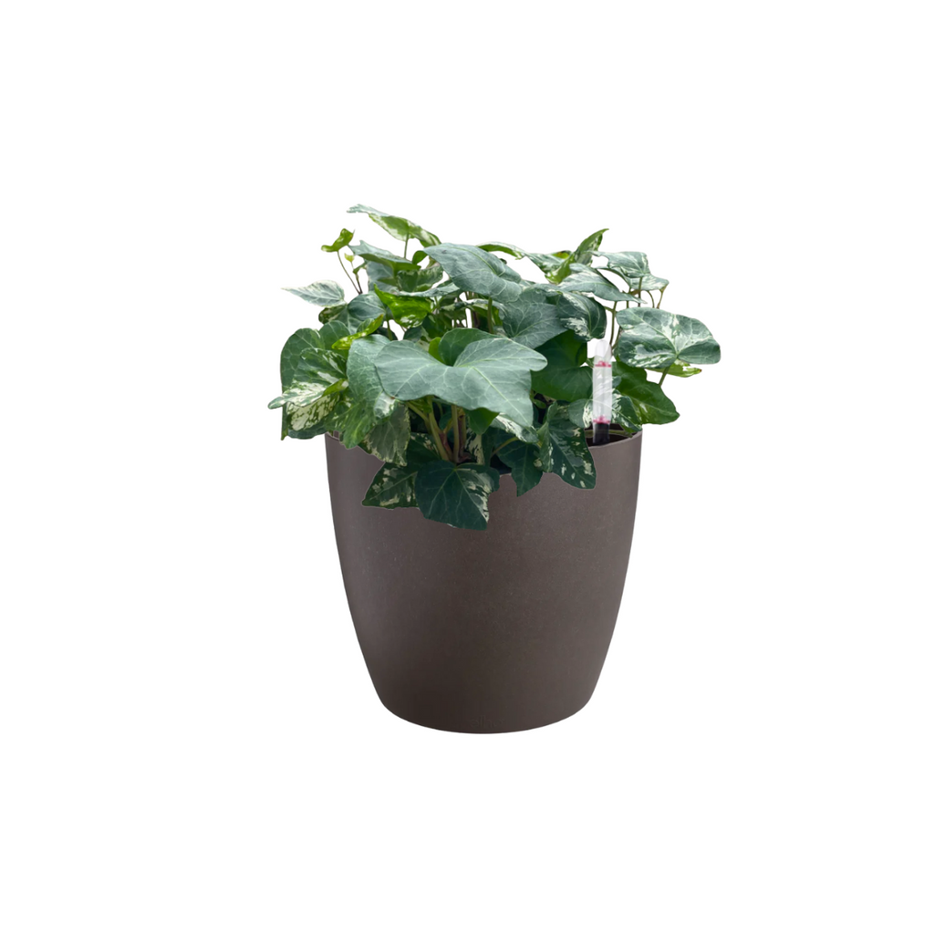Variegated English Ivy in  Espresso Brown Coffee Collection 14cm (0.2m)