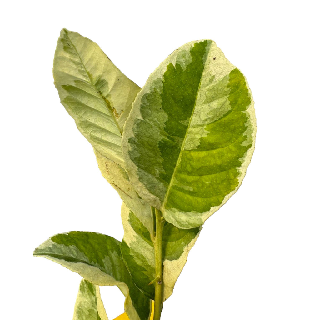 Variegated Lemon (1mh)