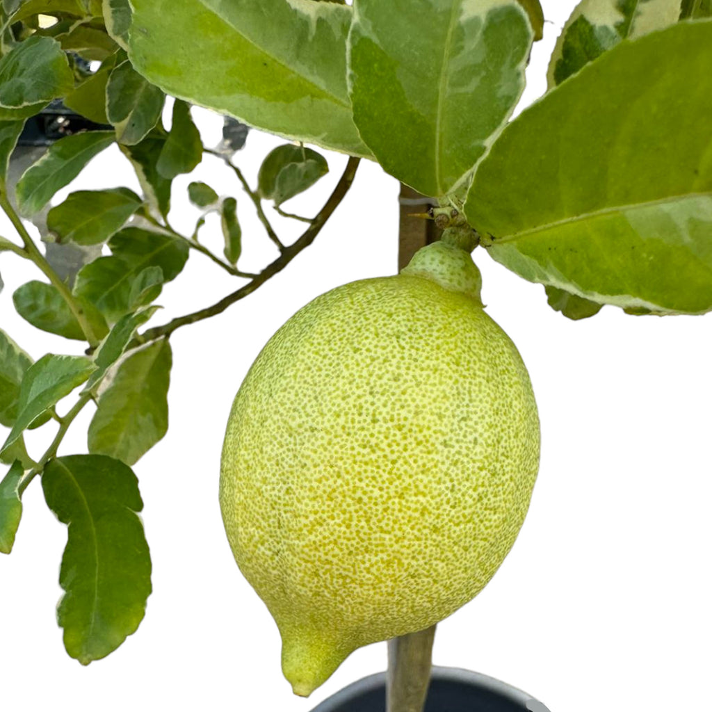 Variegated Lemon (1.5mh)