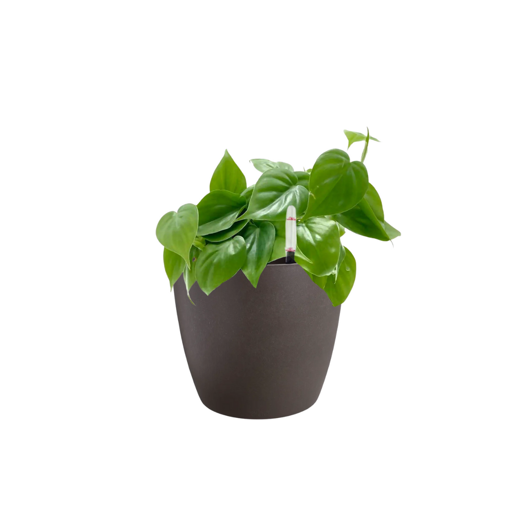 Philodendron Scandens Green in Espresso Brown Coffee Collection 14cm (0.2m)