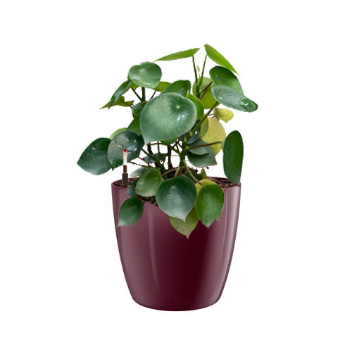 Pilea peperomioides, Chinese Money Plant in Velvet Violet Brussels Diamond Round