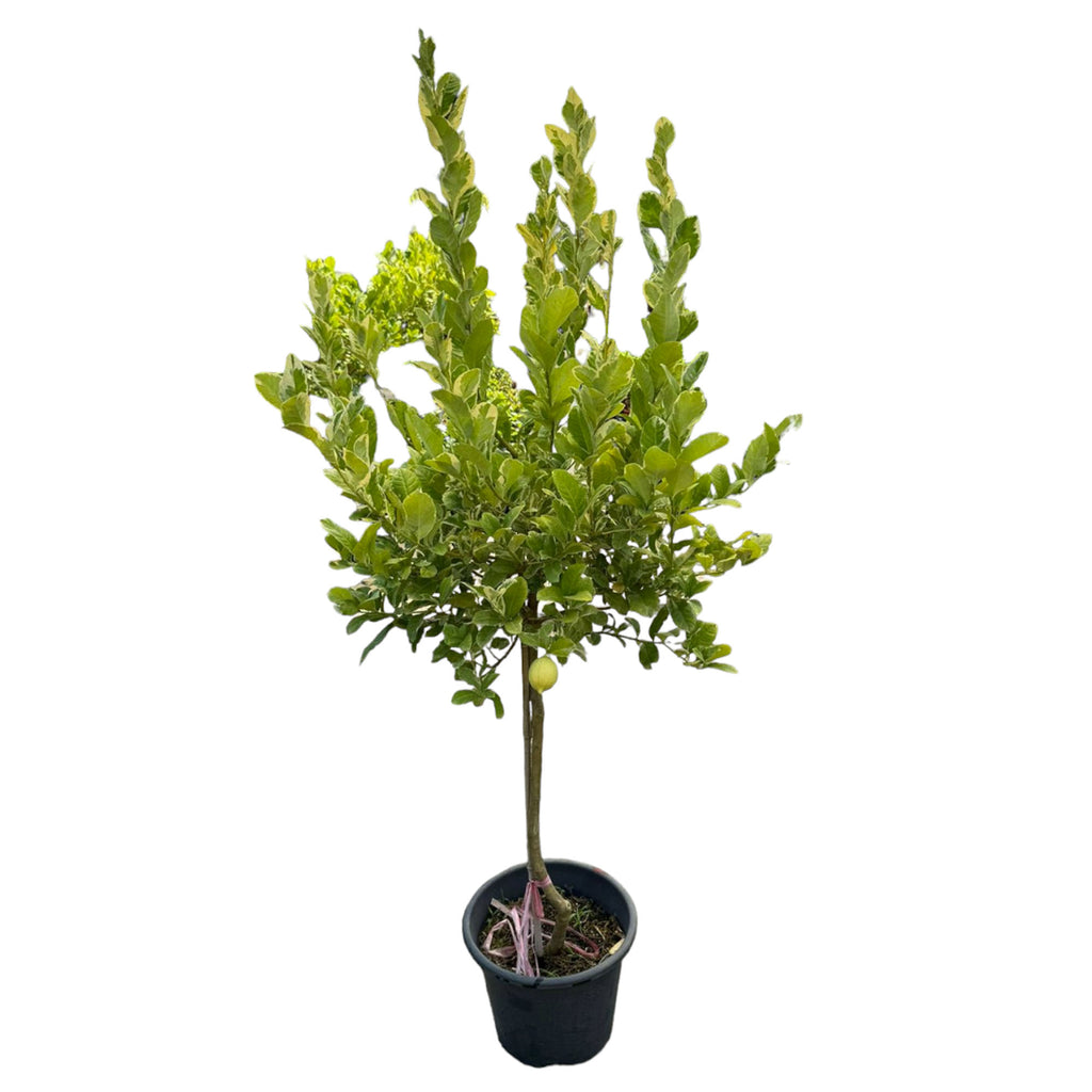 Variegated Lemon (1.5mh)