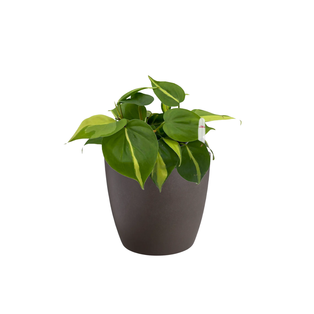 Philodendron scandens Variegated in Espresso Brown Coffee Collection 14cm (0.15m)
