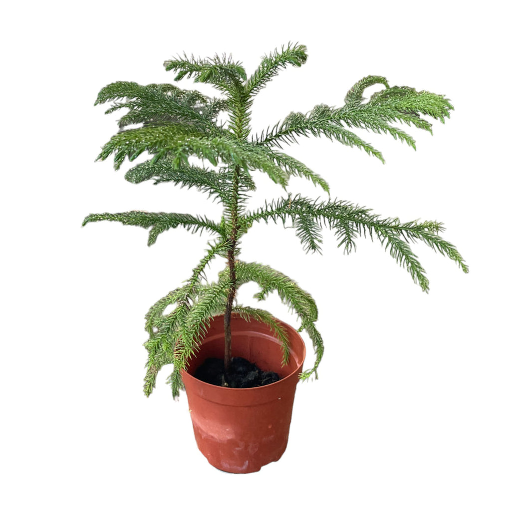 Norfolk Island Pine, Araucaria heterophylla (0.4m)