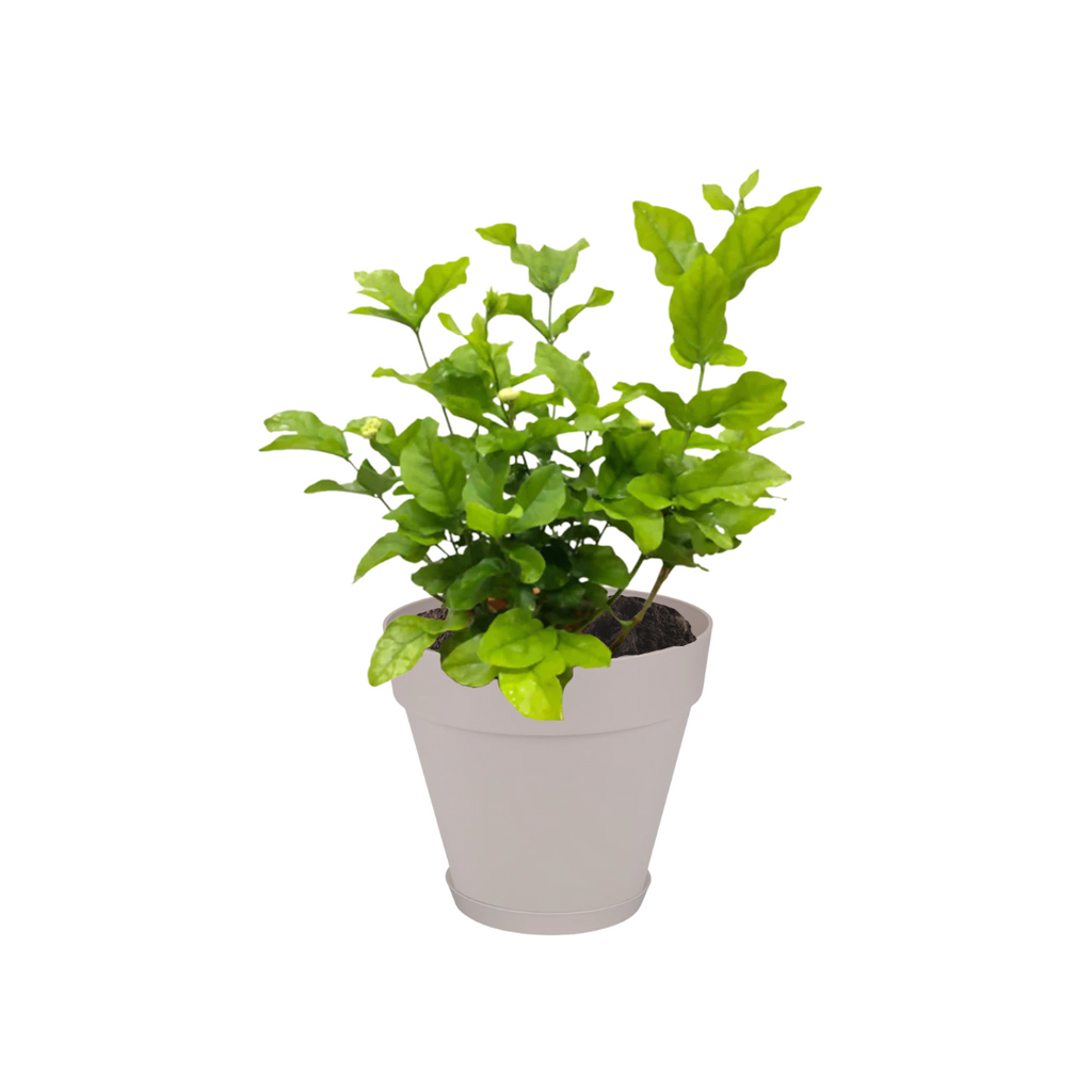 Jasminum sambac, Jasmine in Warm Grey Loft Urban Round with saucer (0.3m)