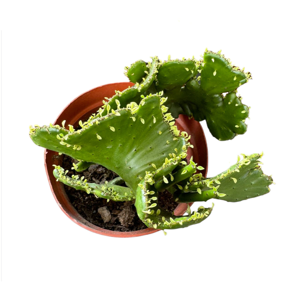 Euphorbia Oncoclada (0.25mh)