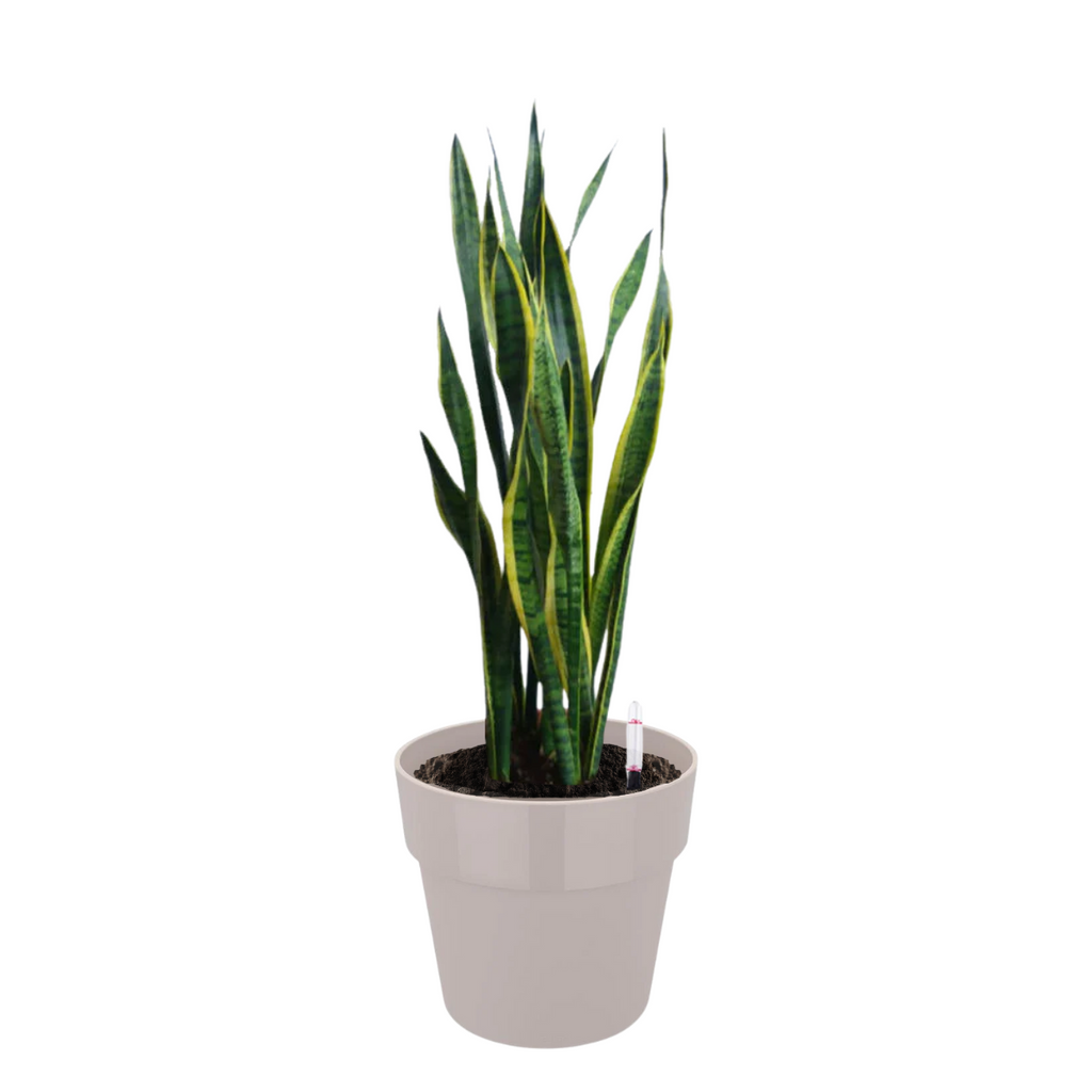Snake Plant in Warm Grey B. for Original Round 30cm (0.9mH)