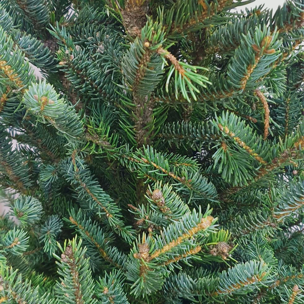 Picea wilsonii, Wilson's spruce, Live Potted Christmas Tree (1.5m)