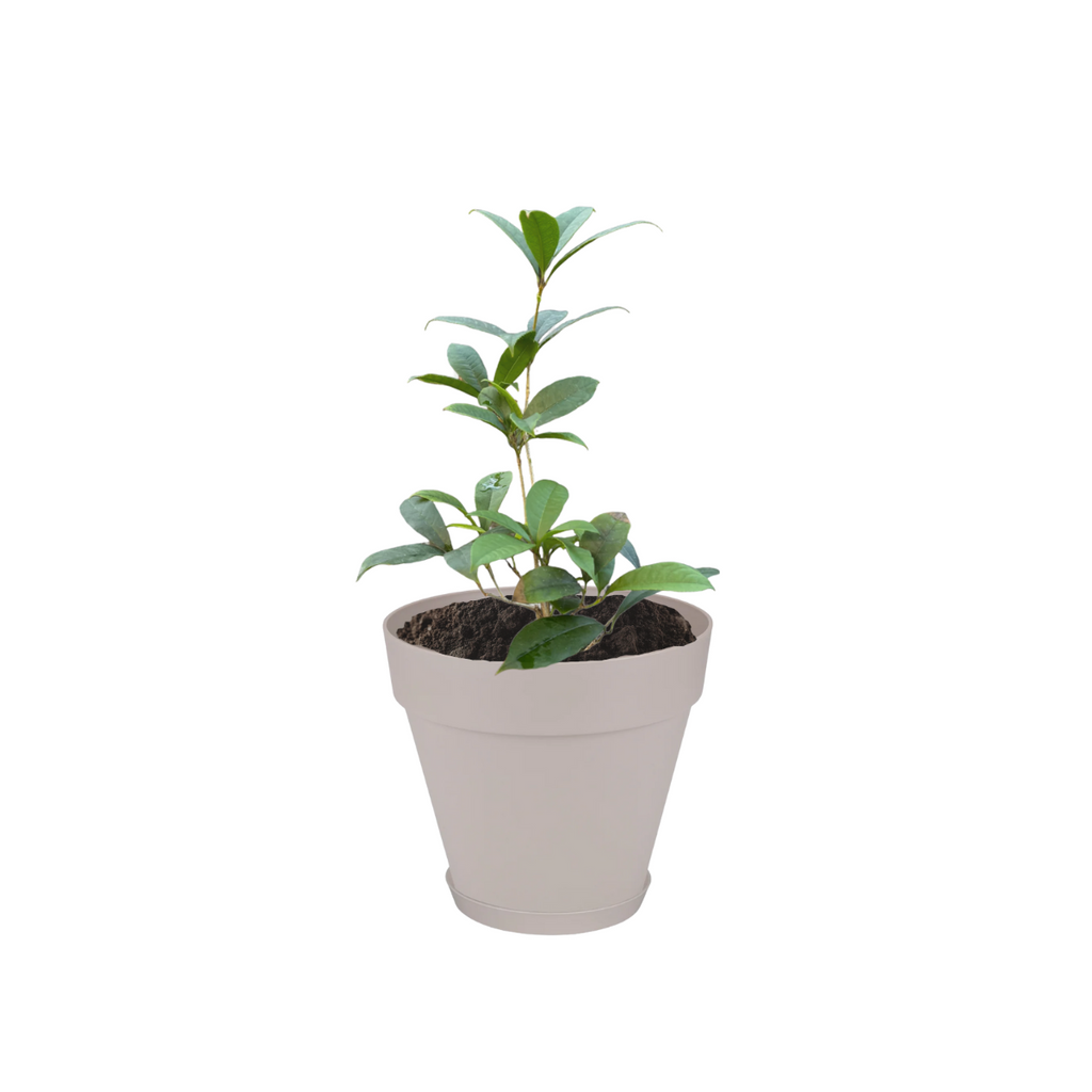 Osmanthus fragrans in Warm Grey Loft Urban Round with saucer (0.4m)