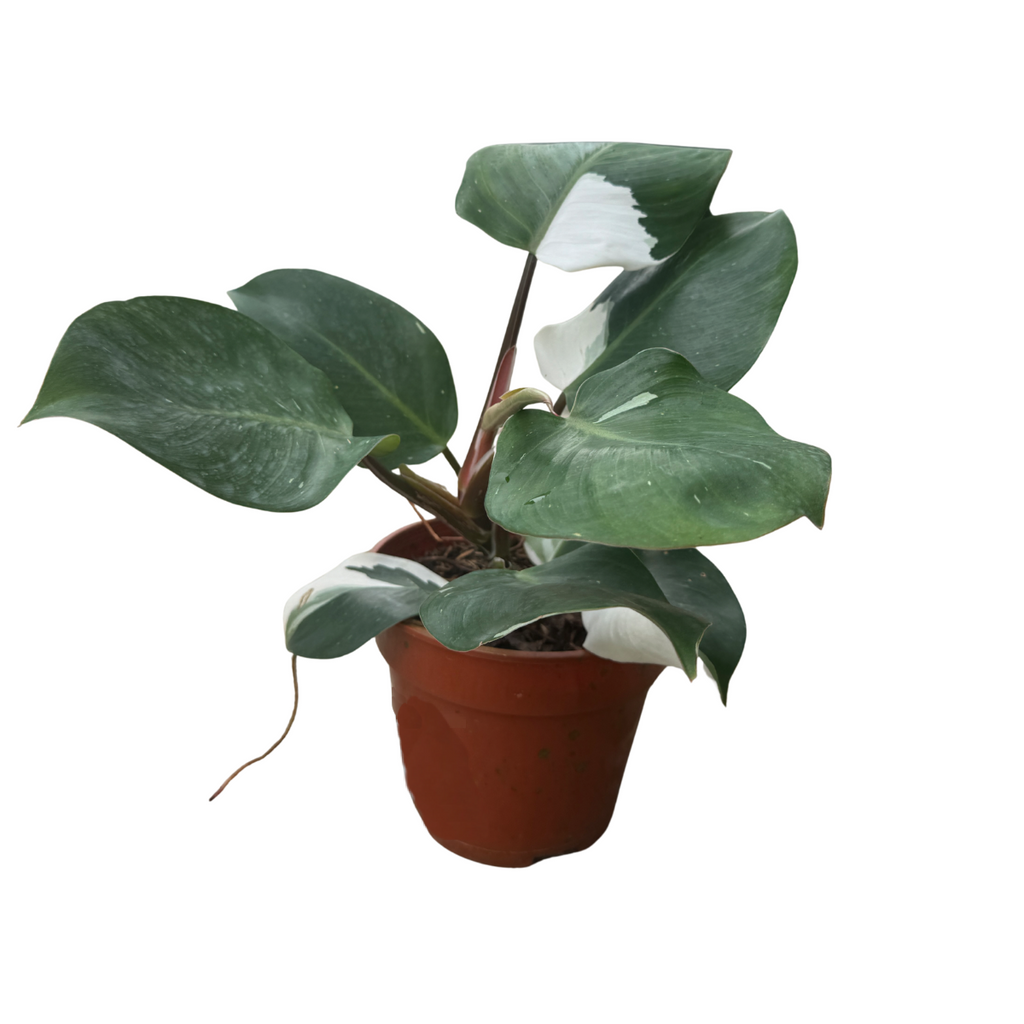 Philodendron White Knight (0.3m)