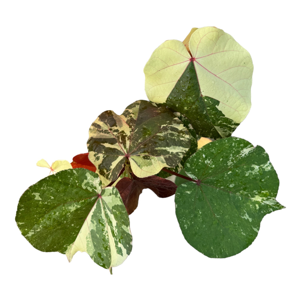 Hibiscus Tiliaceus Variegata, Variegated Sea Hibiscus (0.70m)