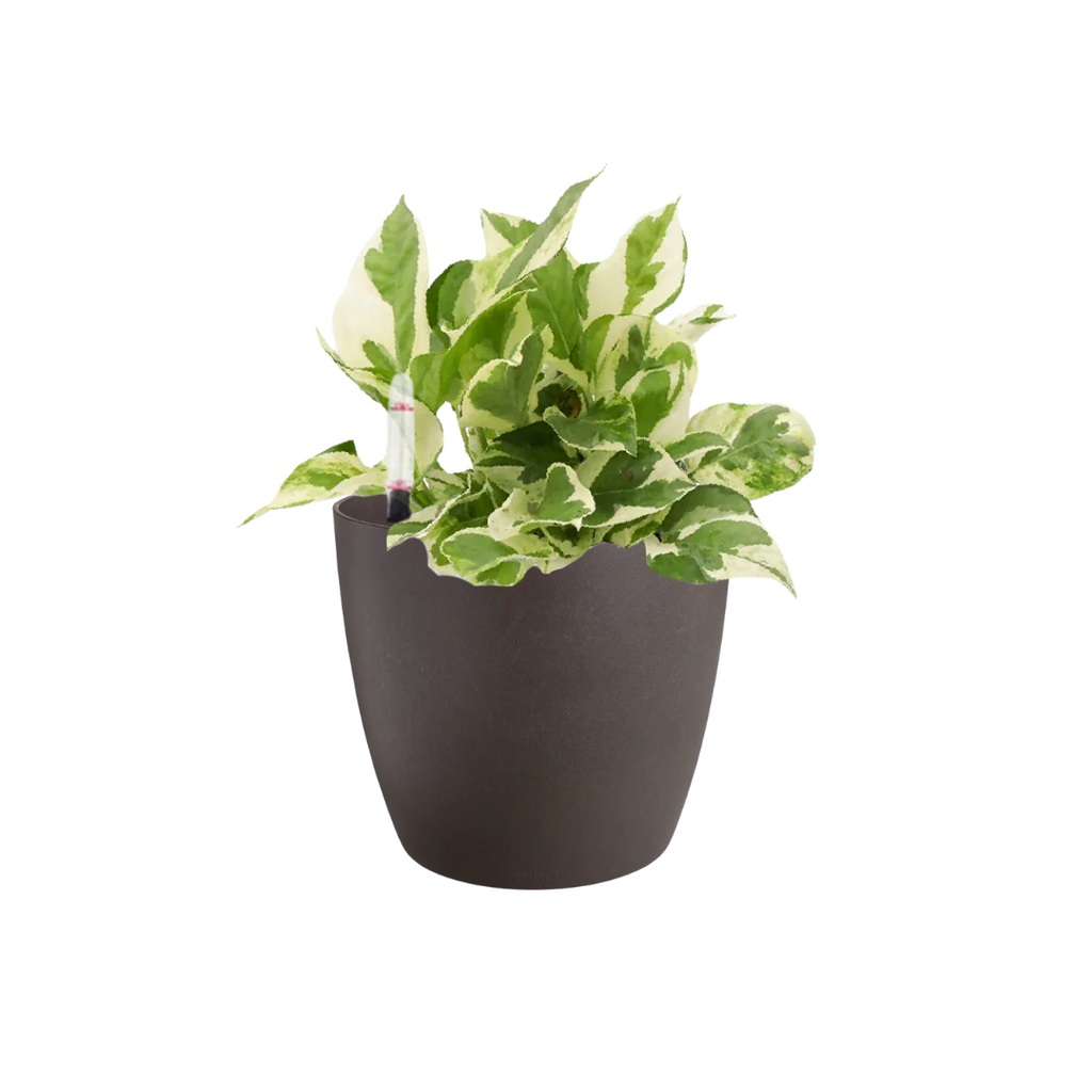 Money Plant 'N Joy' in Espresso Brown Coffee Collection 14cm (0.3m)