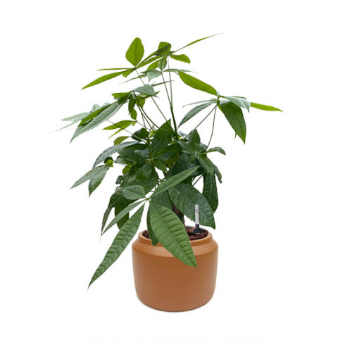 Pachira aquatica in Terra Milan Planter S