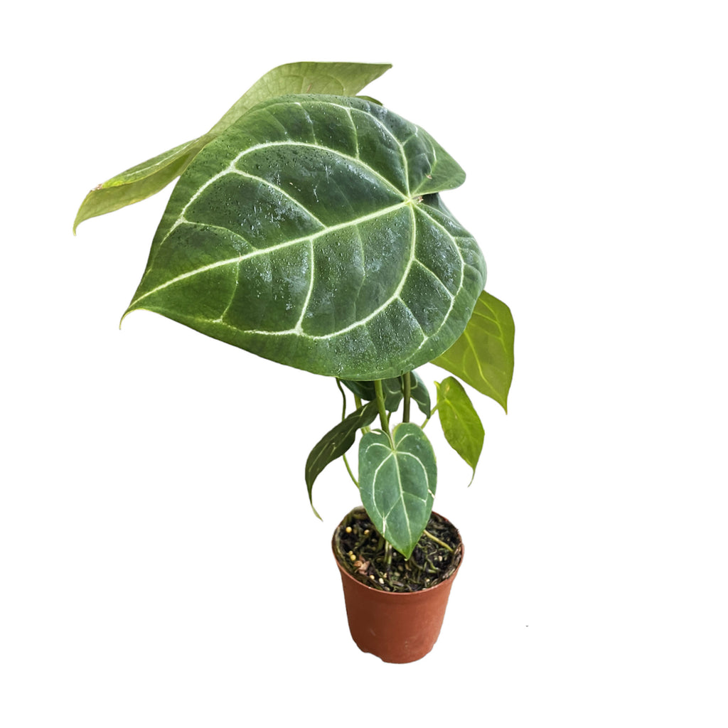 Anthurium Crystallinum (0.3m)