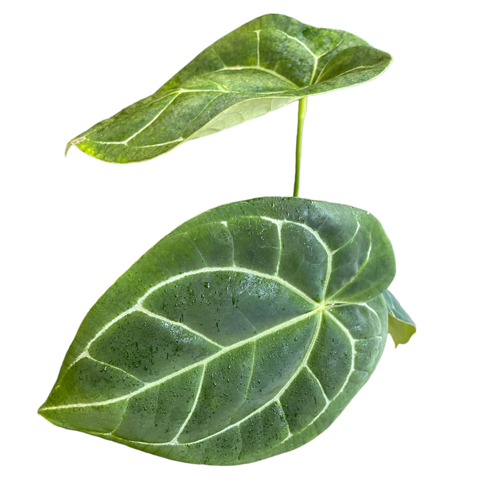 Anthurium Crystallinum (0.3m)