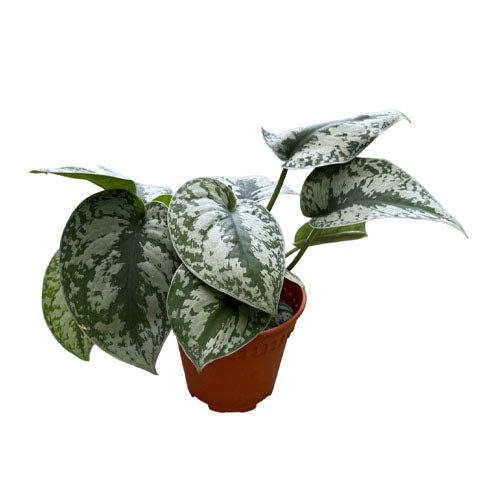 Satin Pothos in Pacific Green Ocean Pot